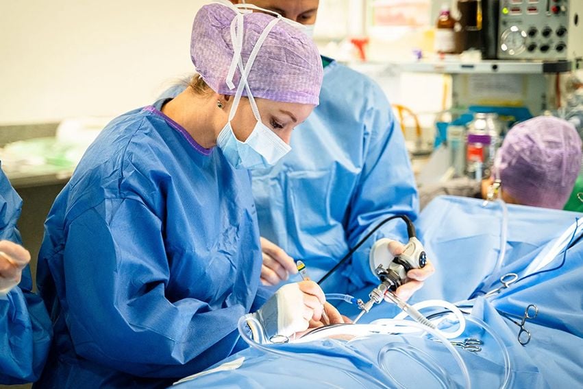 Veterinary Surgery | Brisbane & Gold Coast Vets