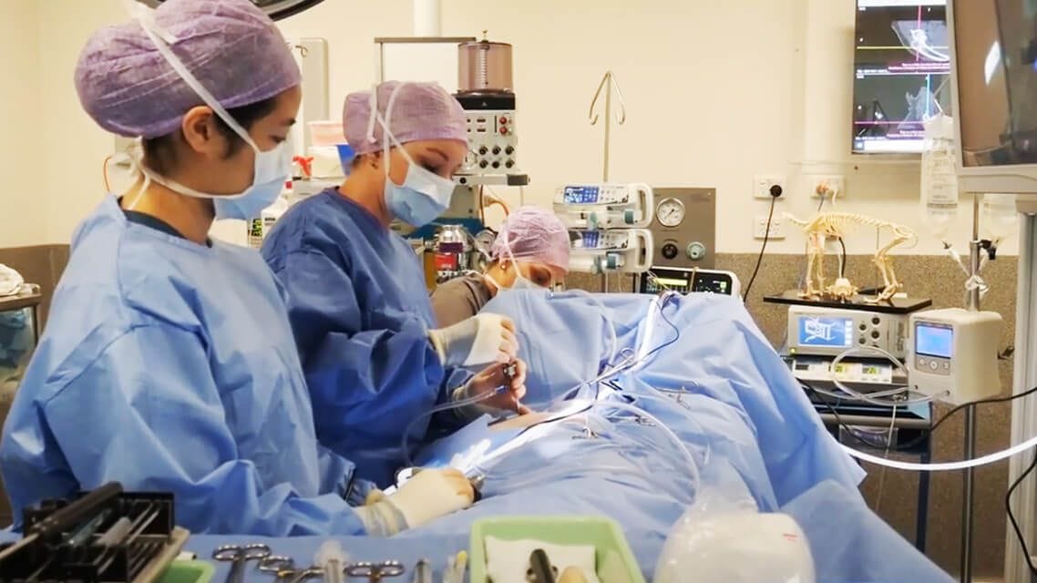Brachycephalic airway surgery