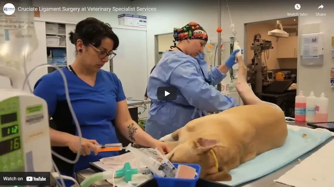 Cruciate ligament surgery (TPLO)