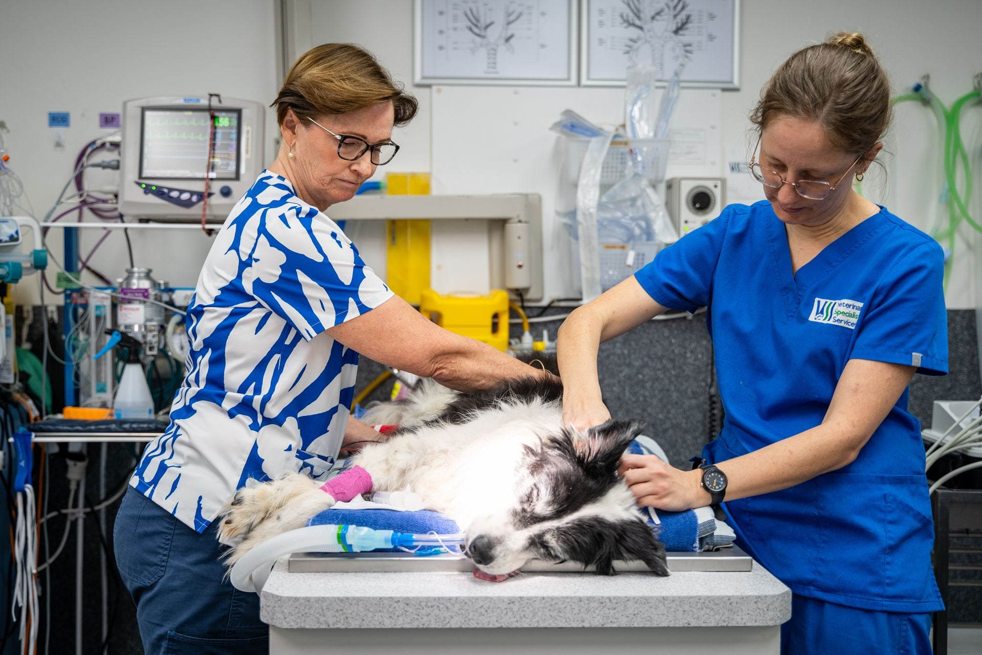 EMERGENCY VET CARE