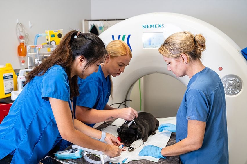Advanced equipment for emergency veterinary care in Brisbane