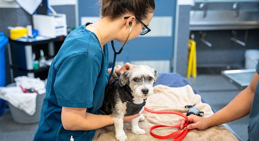 What to expect after your vet visit