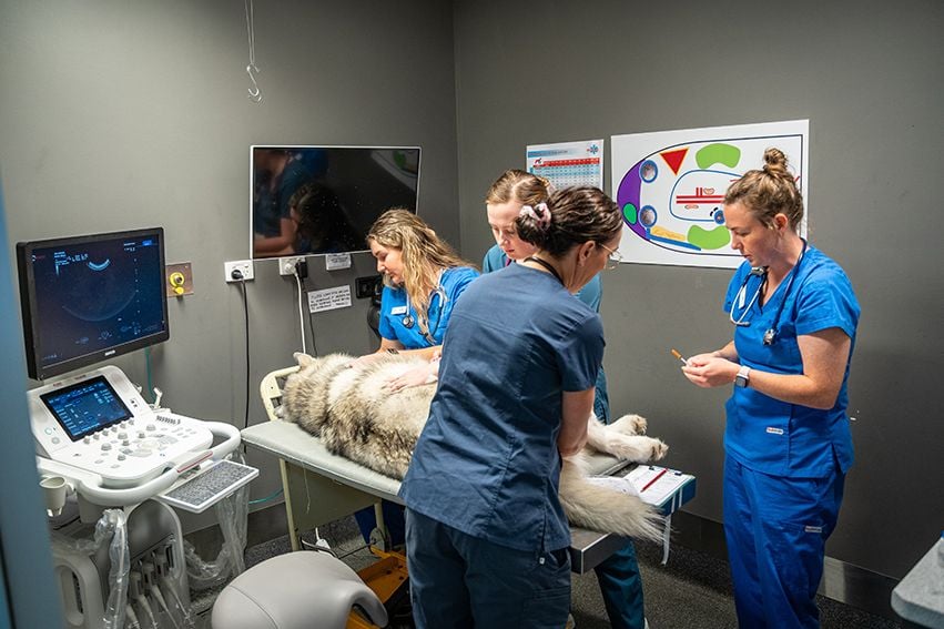 Advanced emergency veterinary facilities in Gold Coast