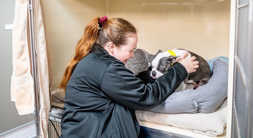 What happens after your vet visit