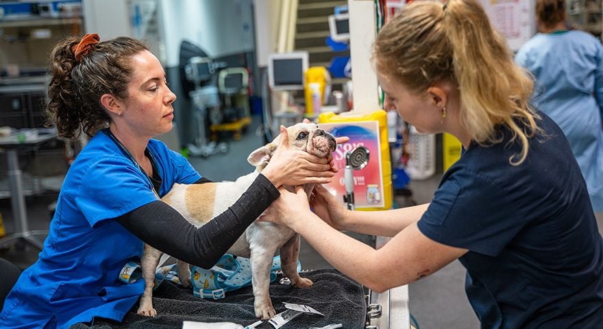 24/7 emergency and specialist vet care in Gold Coast