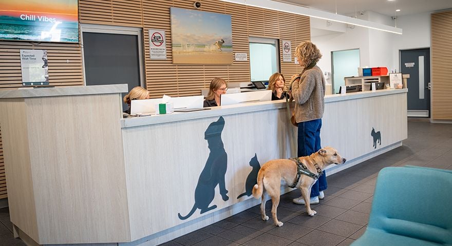 Pet insurance and payment support for emergency care