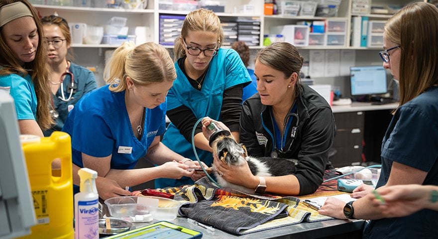 VSS Gold Coast (Carrara)