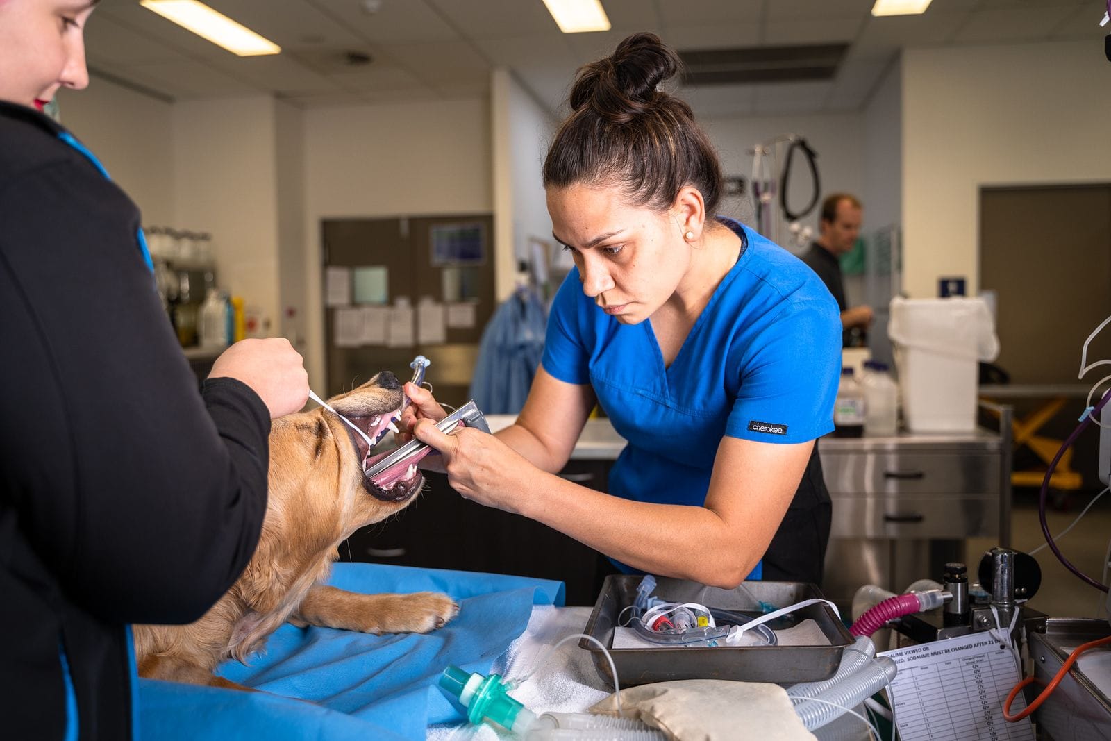 Animal Dentistry | Brisbane & Gold Coast Vets