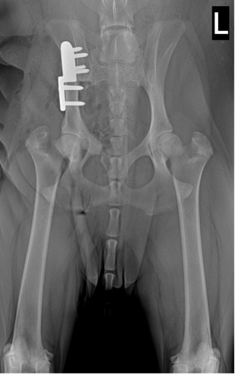 Dog Hip Dysplasia | Brisbane & Gold Coast Vets Dog Hip Dysplasia | Brisbane & Gold Coast Vets
