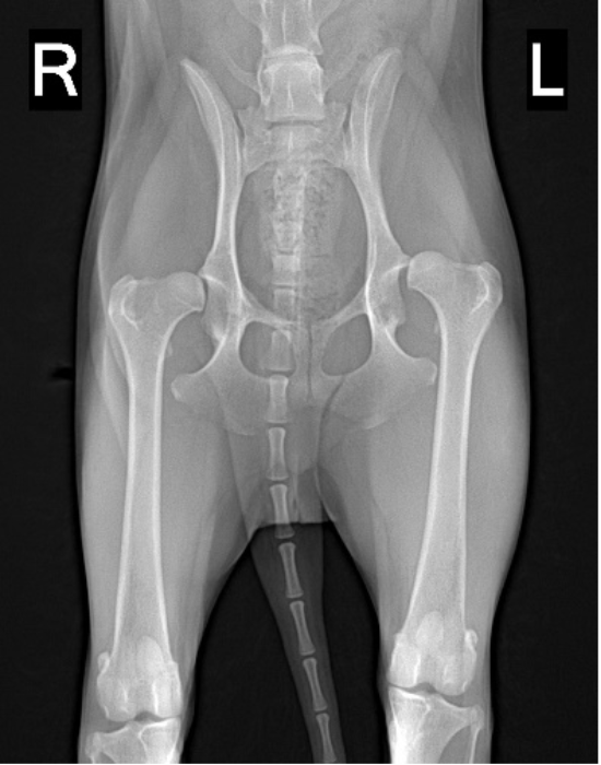 Severe Hip Dysplasia In Dogs