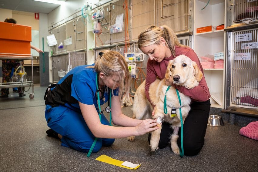 Animal Intensive Care | Brisbane & Gold Coast Vets