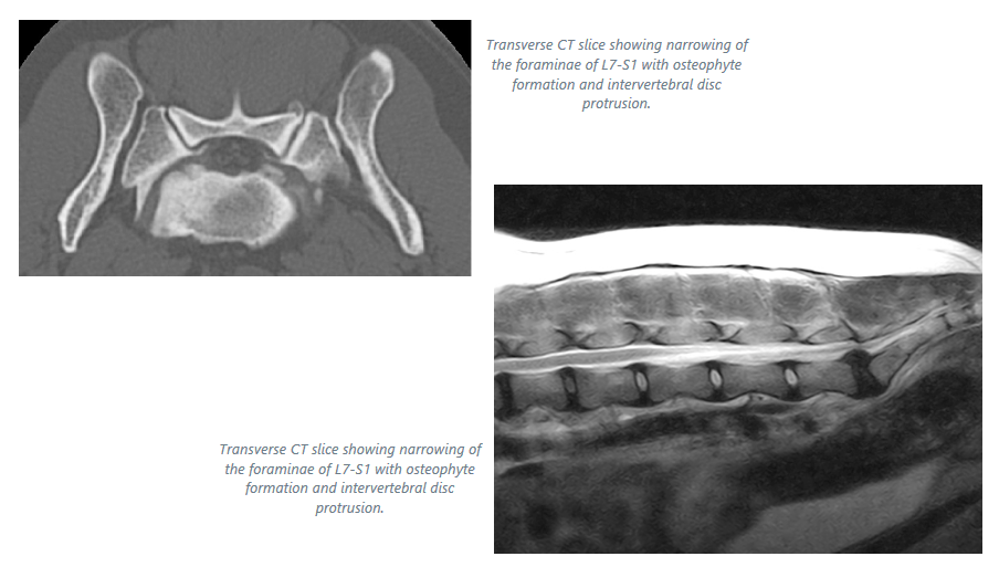 cauda equina syndrome in dogs