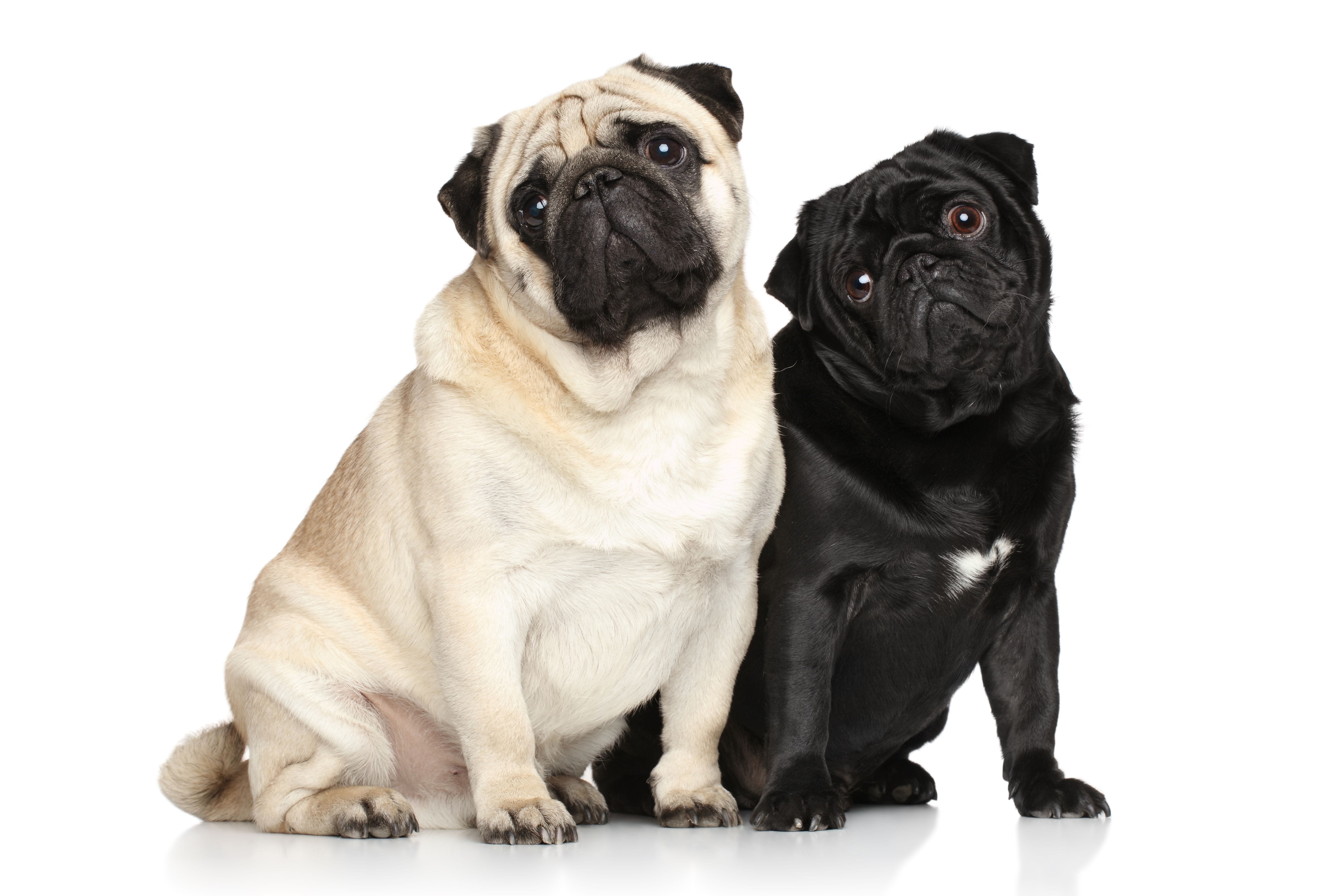 Dogs with Brachycephalic Airway Syndrome (pugs)