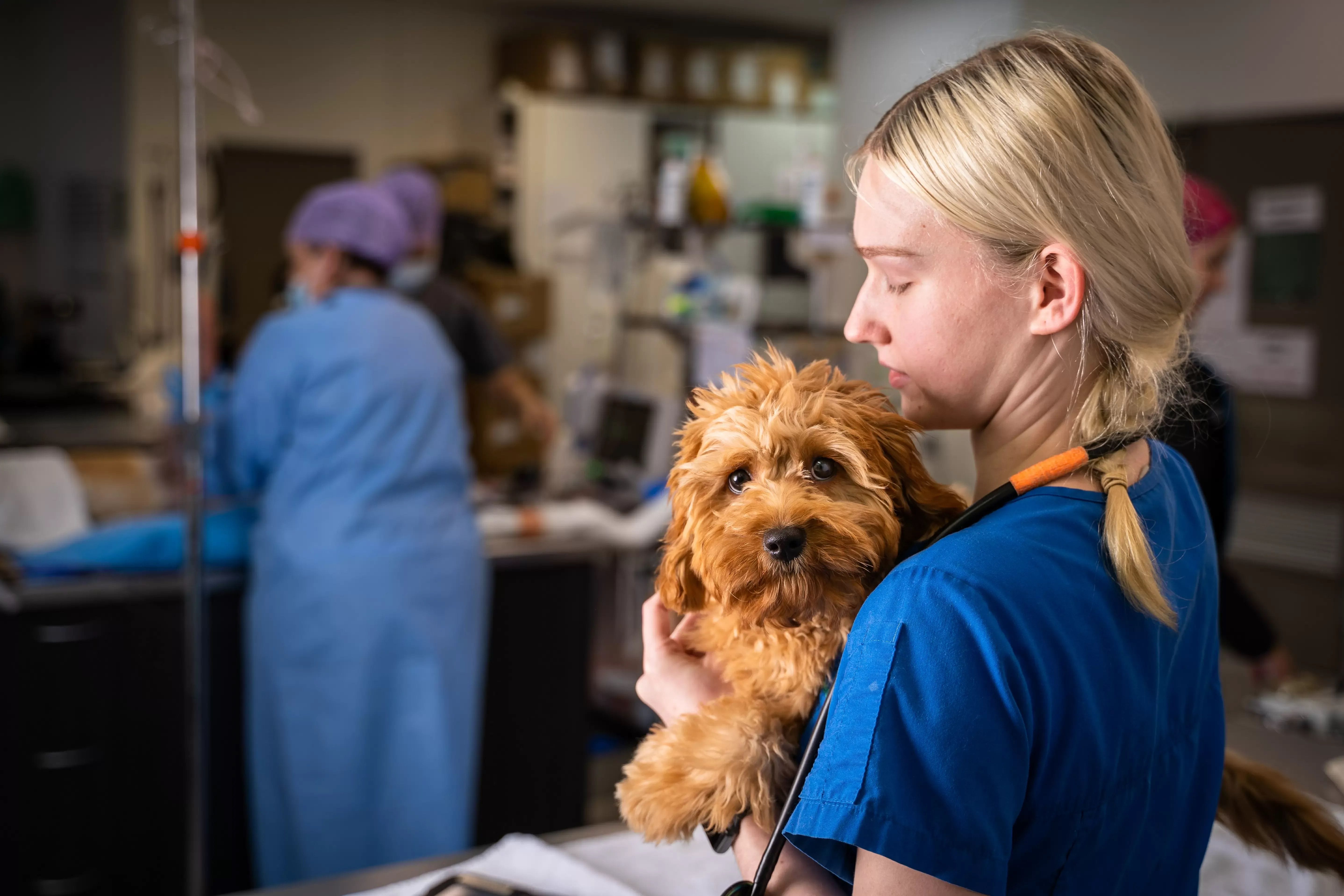 Specialist Veterinary Nurse