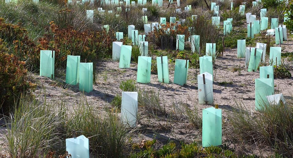 Revegetation and monitoring