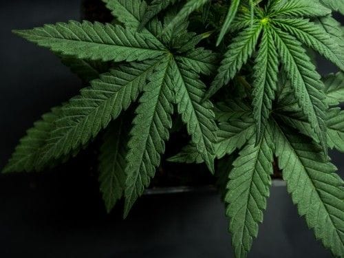 What You Need to Know About Marijuana Legalization in Canada