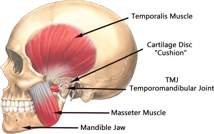 temporomandibular joint