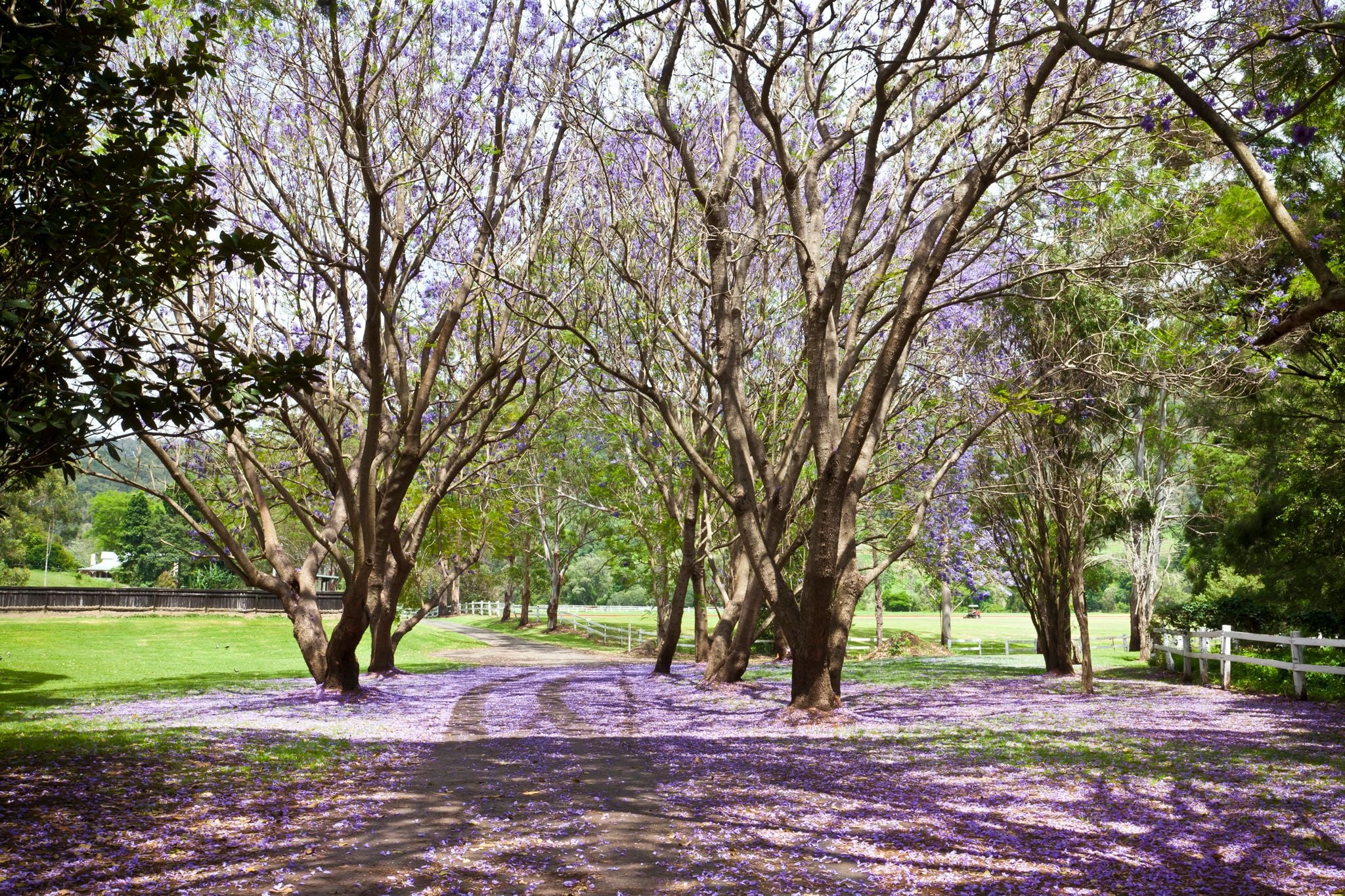Canungra Image -5a03ac3dcafca
