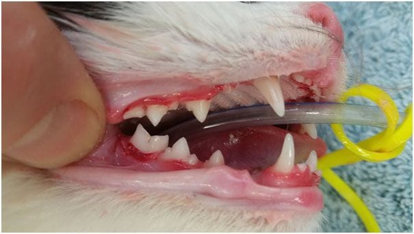 Over 70% of all cats and dogs have some form of dental disease - book your cat into Terrigal Vet for an annual check up