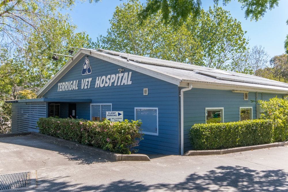 Terrigal Vet are a proud Central Coast business since the mid-1970s growing from one vet to today's Terrigal Drive practice