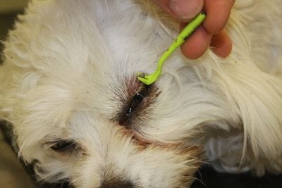 Terrigal Vet recommends tick preventative for dogs and cats of the Central Coast as paralysis ticks are potentially fatal