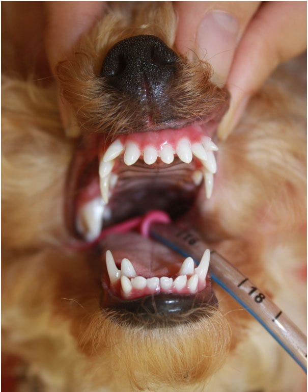 The safest way to perform a pet dental scale and polish as well as extractions if required, is under anaesthesia