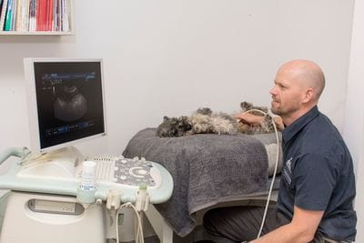 Ultrasound is a sensitive nad non-invasive procedure used to obtain diagnostic images of organs and soft tissue