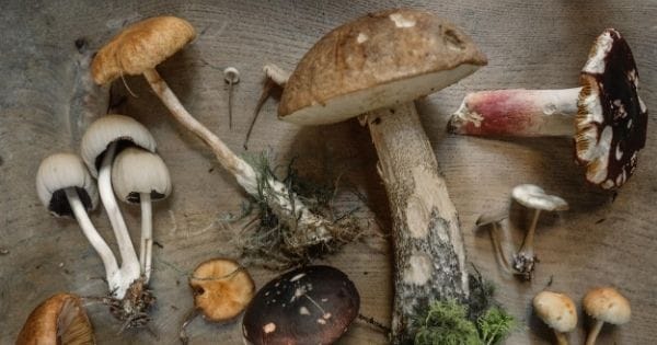 What are Medicinal Mushrooms?