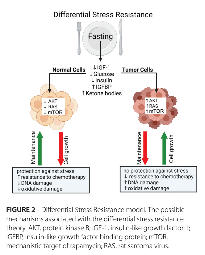 Fasting In Oncology