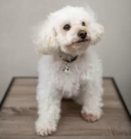 Gigi Therapy Poodle