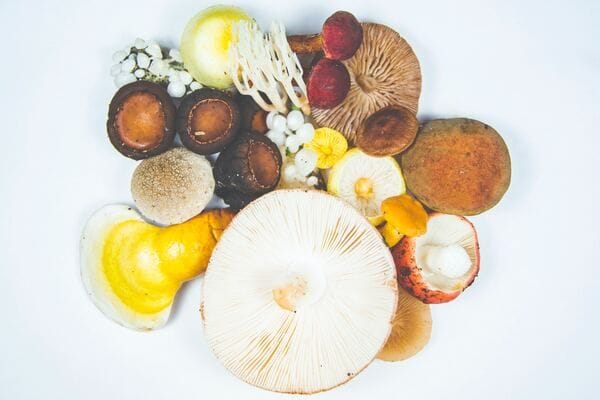 Medicinal mushroom reishi