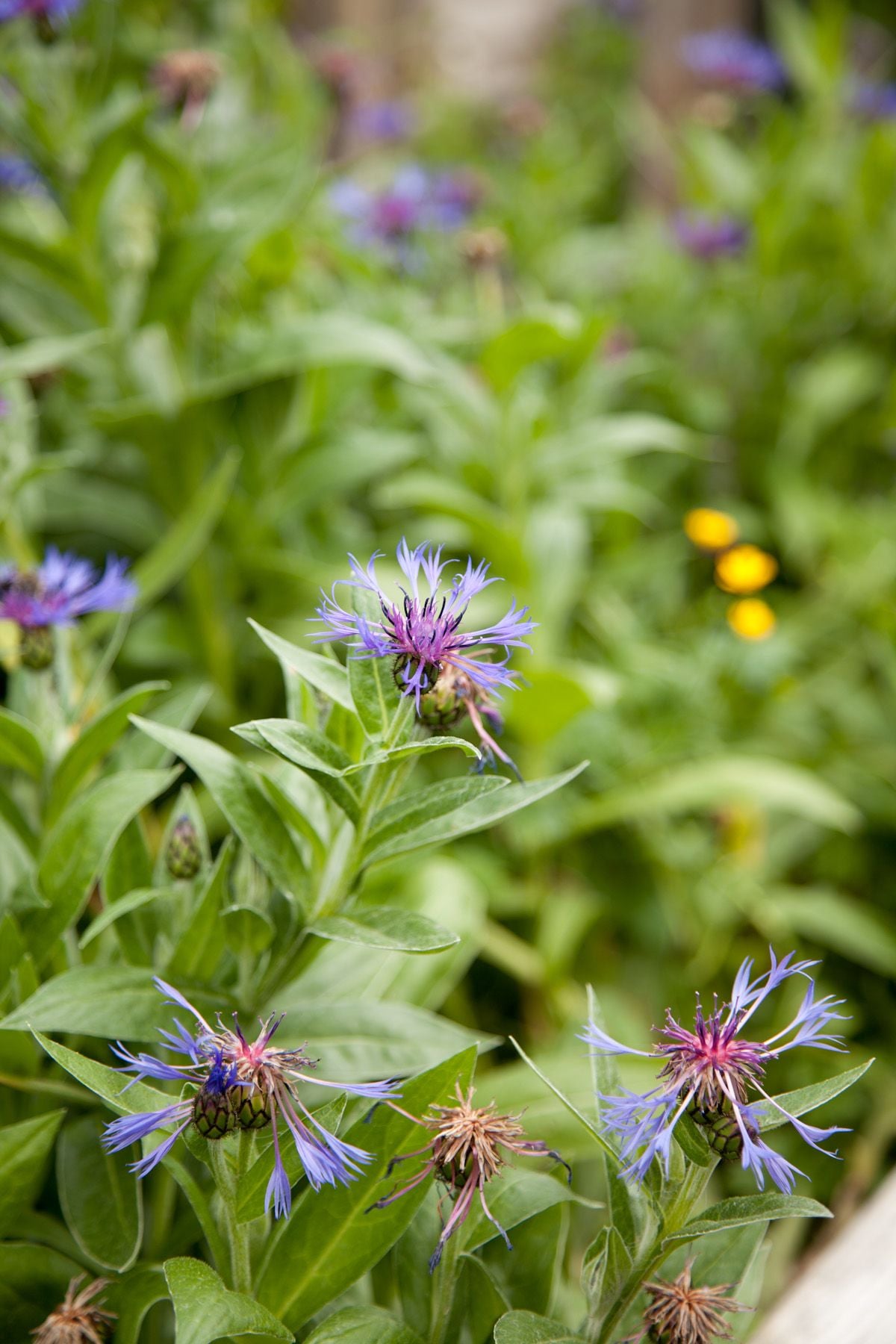 ELSCD 2017 - Tour Visits Group 3 - Day 3 Image -5ad4ead9dbf26