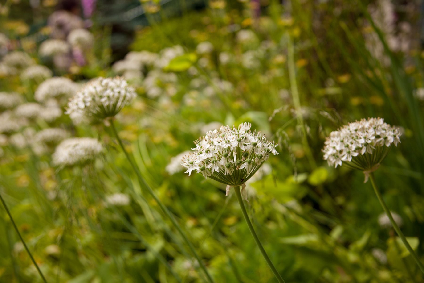 ELSCD 2017 - Tour Visits Group 3 - Day 3 Image -5ad4eaee743f8