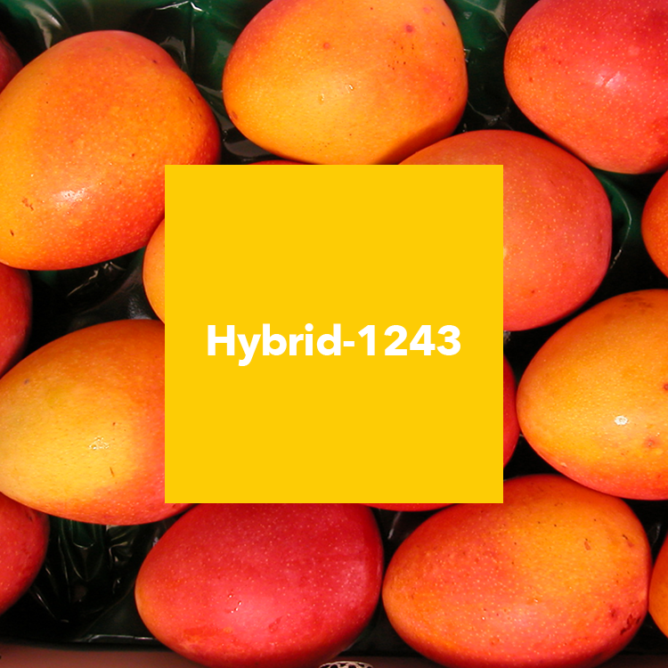 Hybrid-1243