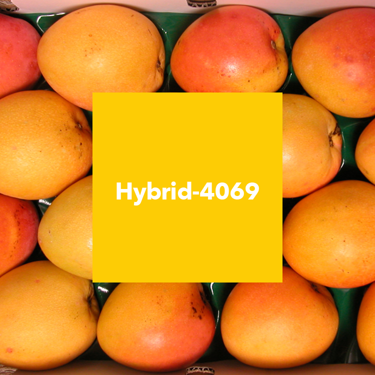 Hybrid-4069