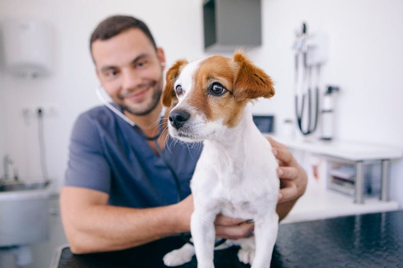 How Your Independent Veterinary Clinic Can Keep Up With the Franchises