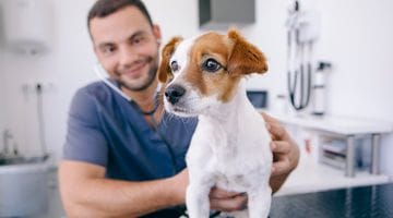 How Your Independent Veterinary Clinic Can Keep Up With the Franchises