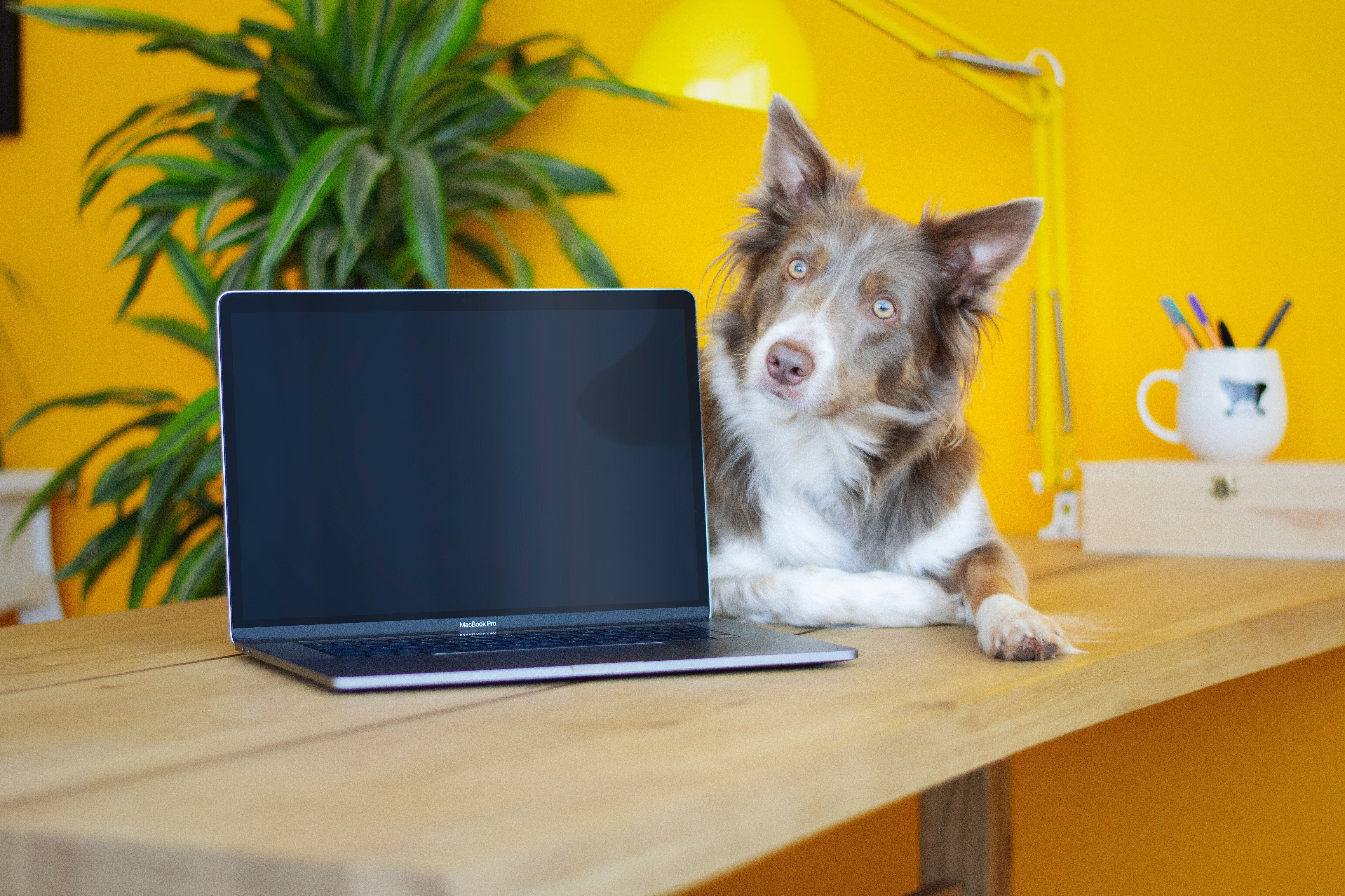 Vet Website Dog Laptop