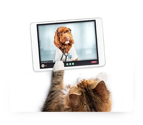 Vet Marketing Monthly Master Class