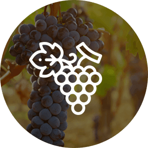 Quality of grapes at Splitrock Vineyard | Howes Valley Winery | NSW wineries and vineyards