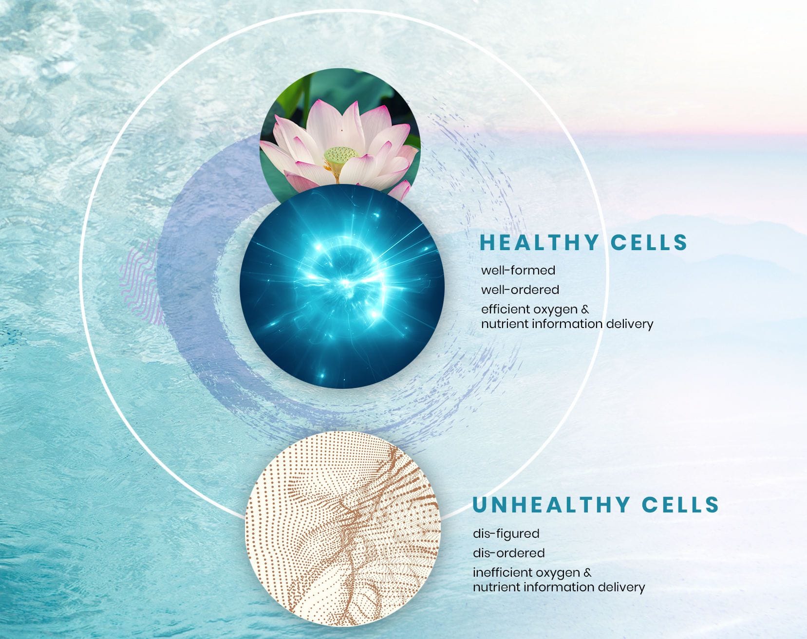 Cell Evolution | Calligraphy Health