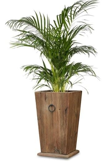 Norfolk Planter - 800mm Related