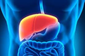 Signs Your Liver Detox Pathways Need Support: Understanding When Your Body Is Asking for Help