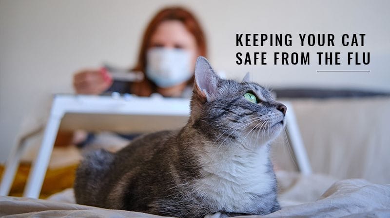 Keeping Your Cat Safe From the Flu