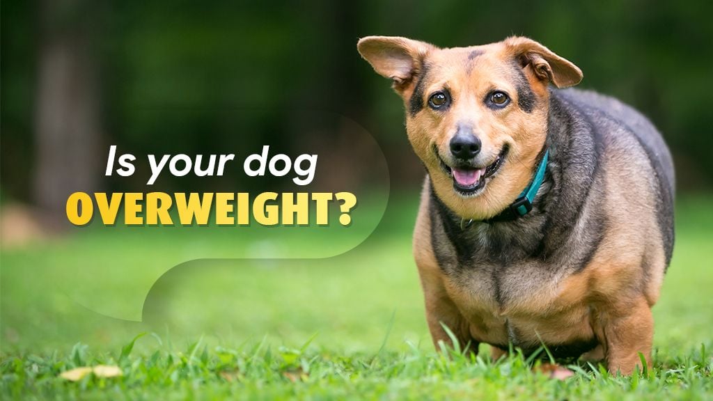 Is Your Dog Carrying Extra Weight? Is Your Dog Carrying Extra Weight?