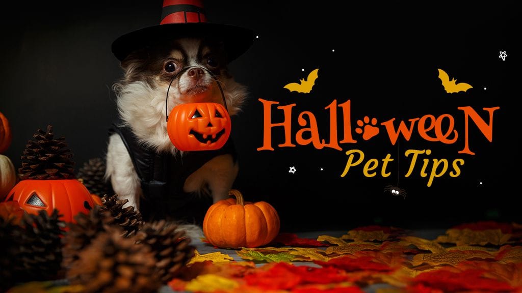4 Things Pet Owners Should Do Before Halloween