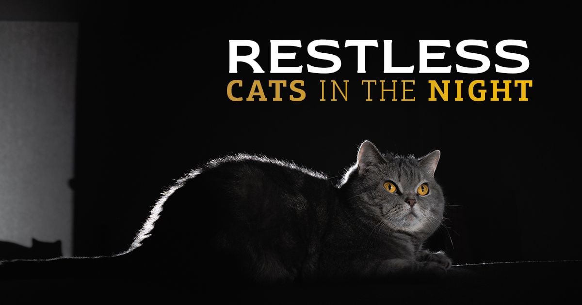 6 Reasons Your Cat Isn’t Sleeping at Night and How to Help 6 Reasons Your Cat Isn’t Sleeping at Night and How to Help