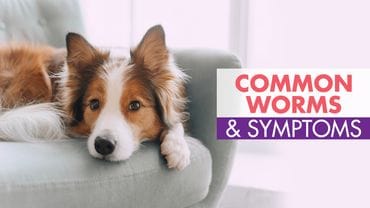 Intestinal Worm Symptoms & Treatment in Dogs