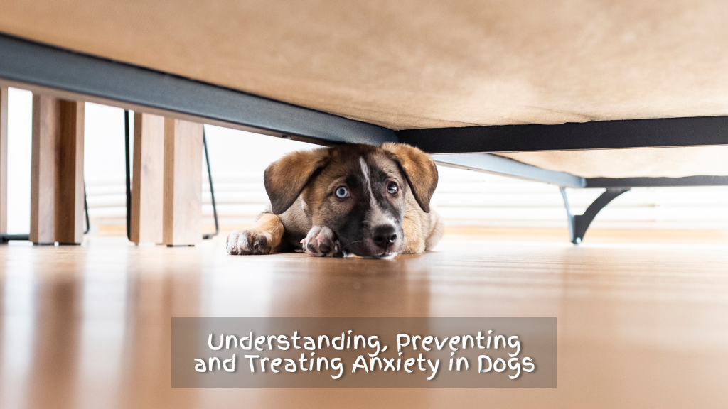 Understanding, Preventing and Treating Anxiety in Dogs