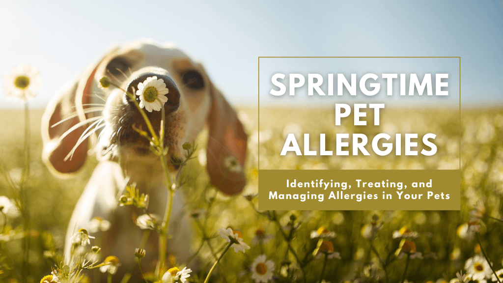 Springtime Pet Allergies: A Guide to Identifying, Treating, and Managing Allergies in Your Pets Springtime Pet Allergies: A Guide to Identifying, Treating, and Managing Allergies in Your Pets